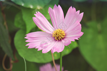 波斯菊花卉格桑花细节特写背景