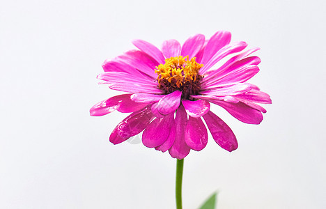 白背景上的粉色花百日菊图片