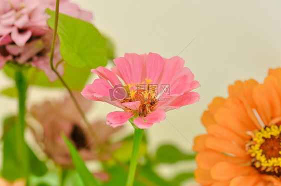 百日菊花图片