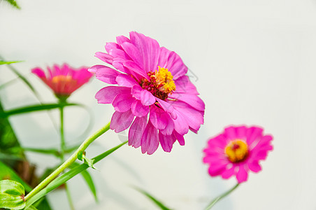 粉色的花特写背景图片