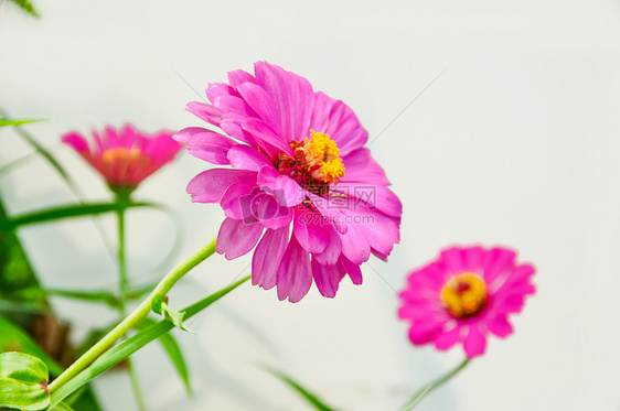 粉色的花特写图片