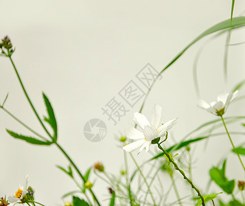 白花背景图片