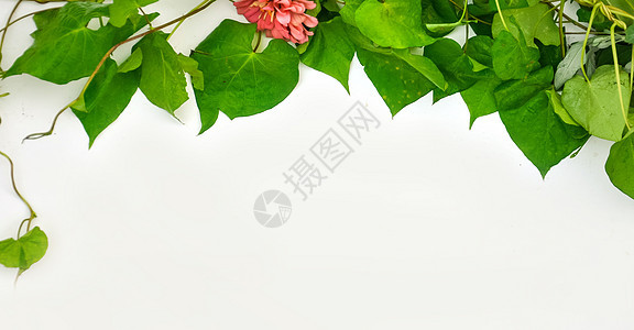 花草素材照片 花草素材背景 花草素材摄影图片下载 摄图网