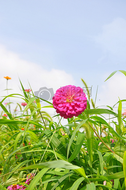 天空下百日菊图片