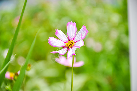 渐变的花卉粉白渐变花高清图片