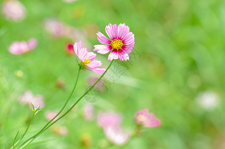 花园的的格桑花图片