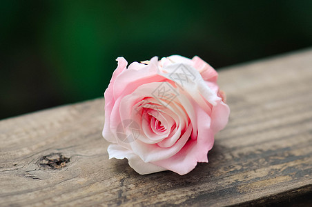 粉红色的花玫瑰花特写高清图片