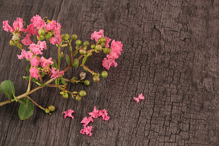 碎花背景花瓣和木质纹理背景背景