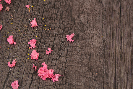 花瓣和木质纹理背景图片
