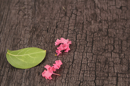 粉色花朵和绿叶花瓣和木质纹理背景