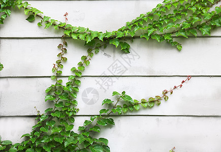 白板背景照片 白板背景背景 白板背景摄影图片下载 摄图网