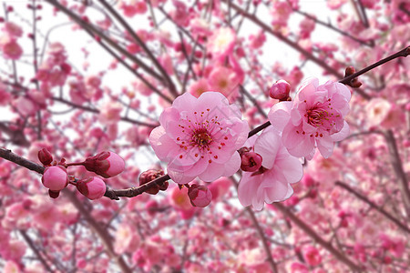 桃花背景图片