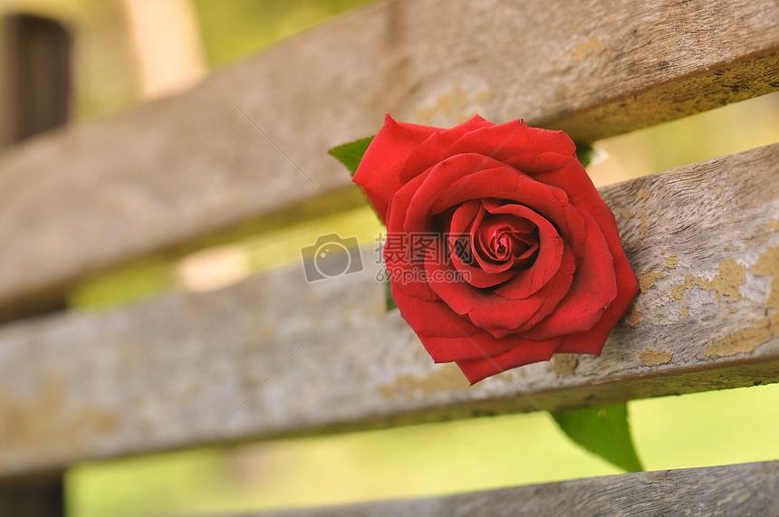 一朵红玫瑰图片