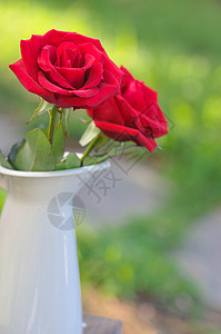 玫瑰花特写绿色背景前的玫瑰高清图片
