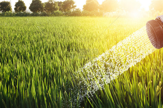 灌溉中的稻田图片