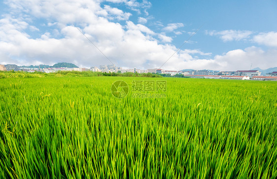 天空下的绿色稻田图片