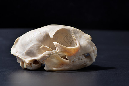 超酷帅气原始野性恐怖草原斑猫豹猫头骨骨头牙齿眼眶筛骨骨质品标本