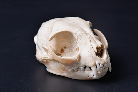 恐怖密室超酷帅气原始野性恐怖草原斑猫豹猫头骨骨头牙齿眼眶筛骨骨质