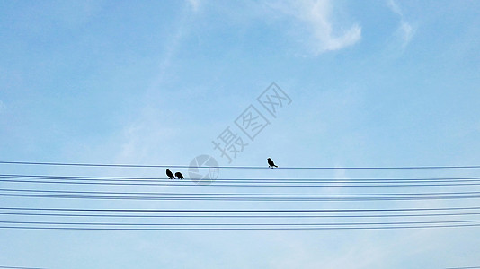 蓝色天空下电线杆上的鸟图片
