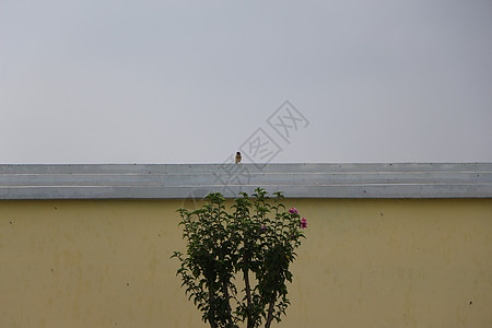 墙头小憩图片