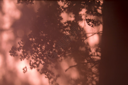 光影·红墙中国树影高清图片