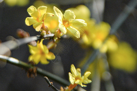 丽春花图片 丽春花图片素材大全 摄图网