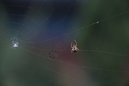 蜘蛛结网图片