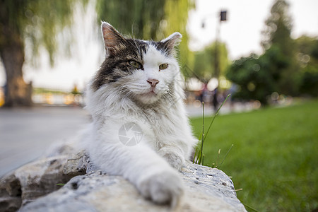 公园里的猫图片