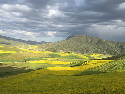 东方小瑞士青岛油菜花背景