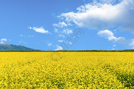 油菜花田背景图片