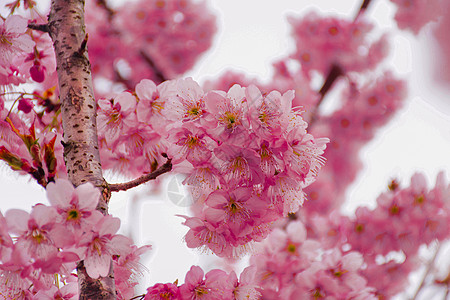丝木棉冬天的樱桃树高清图片