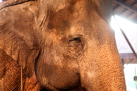 泰国国宝大象 被人民视为吉祥物图片
