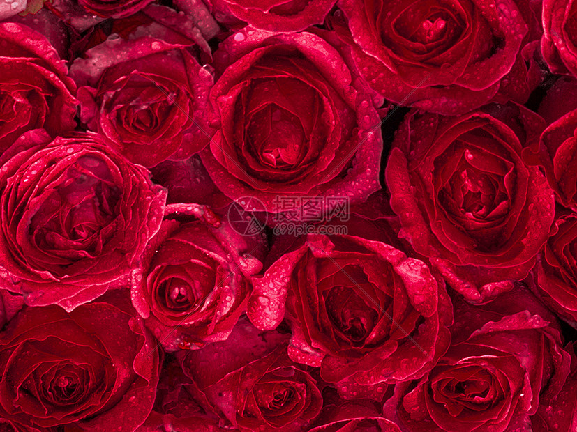 玫瑰花背景高清图片下载 正版图片 摄图网