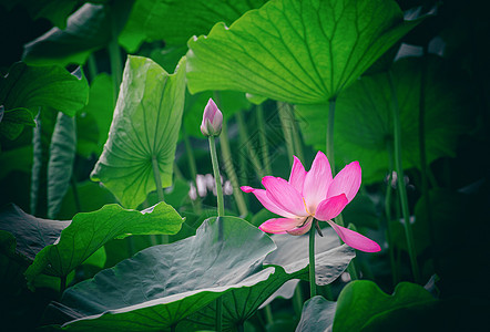 荷花莲花图片