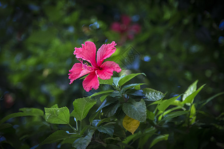 槿花图片