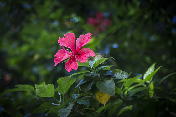 槿花图片