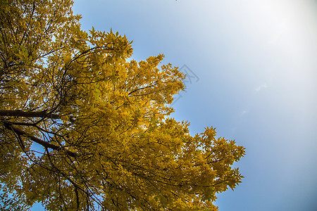 树上的金黄秋叶背景图片
