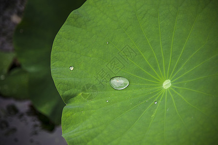 水滴·荷雨后禅荷高清图片