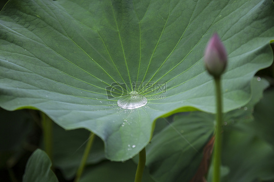 雨后·荷叶图片