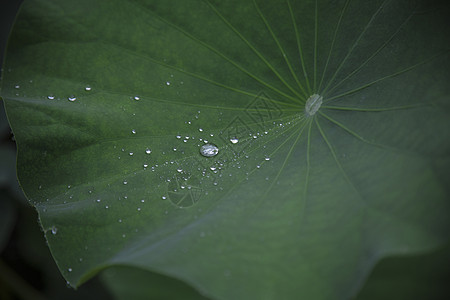 雨后·荷叶图片