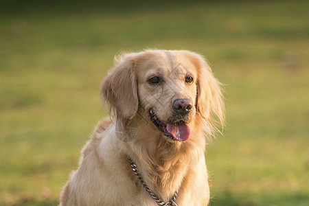 萌宠金毛寻回犬萌宠金毛背景