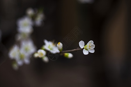 一枝花梅背景