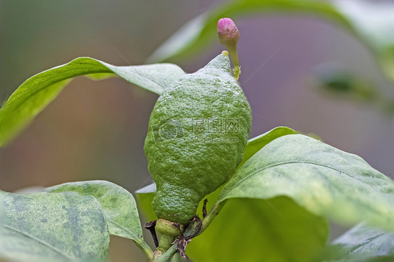 柠檬幼果