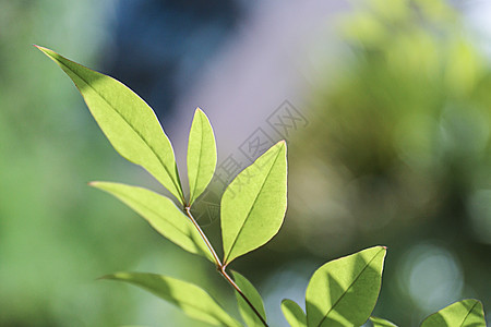 绿植物树叶桑叶绿春天发芽唯美虚化背景