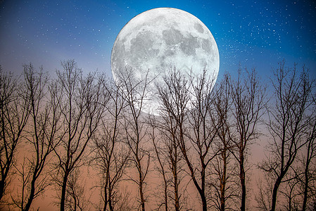 月圆下树林天气没有人高清图片