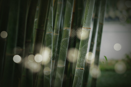 禅意水禅背景