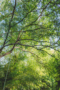 树木树枝图案自然美清新图片
