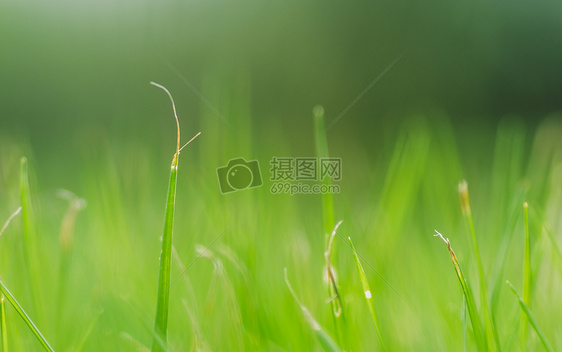 草地绿叶绿色虚化田园风光图片