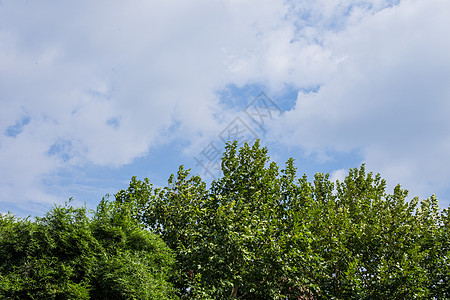 蓝天白云树木风景图片