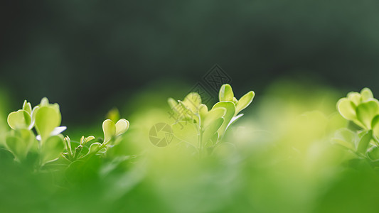 绿色背景清新环境虚化植物图片